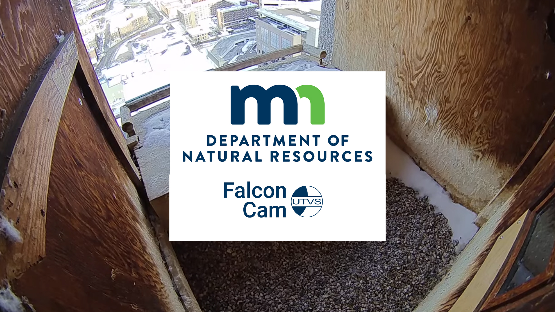 Thumbnail image for MN DNR Falcon Camera